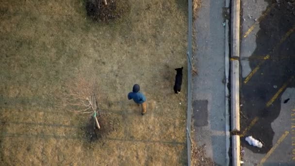 Top Aerial Drone View Person Walking Dog Person Talking Dog — Vídeos de Stock