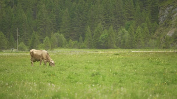 Melk Bruin Zwitserse Kudde Koeien Grazend Groen Veld Met Dennenbossen — Stockvideo