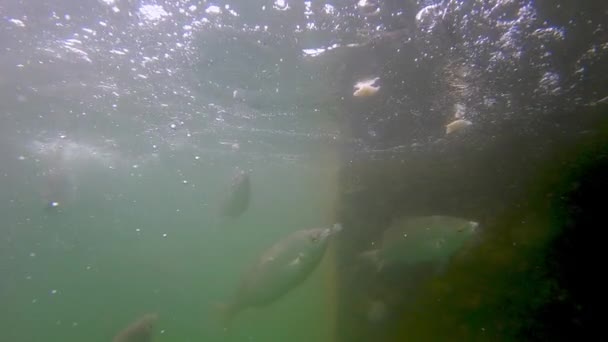 Zeitlupe Der Fische Beim Fressen Salpa Sarpa Spezies — Stockvideo