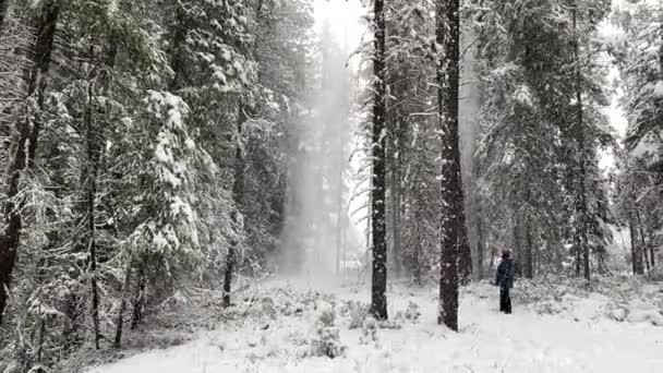 Snö Faller Från Träd Skog Vintern — Stockvideo