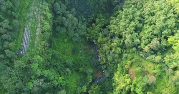 Footage Forest Slopes Mountain Aerial Drone View Dense Forest Meandering — Stock Video