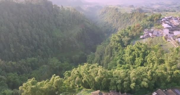 Footage Forest Slopes Mountain Misty Morning Valleys Mountain Slopes Dense — Stock Video