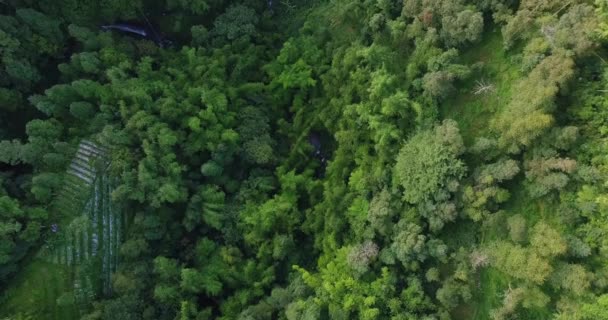 中部爪哇马格朗Butuh村茂密的植被 俯瞰茂密的森林 河流蜿蜒曲折 山坡上的森林片段 — 图库视频影像