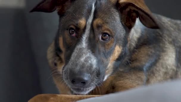 Crossbreed Σκυλί Μασουλάει Σκυλοτροφή Γκρι Καναπέ Στο Διαμέρισμα Κοντινό Πλάνο — Αρχείο Βίντεο
