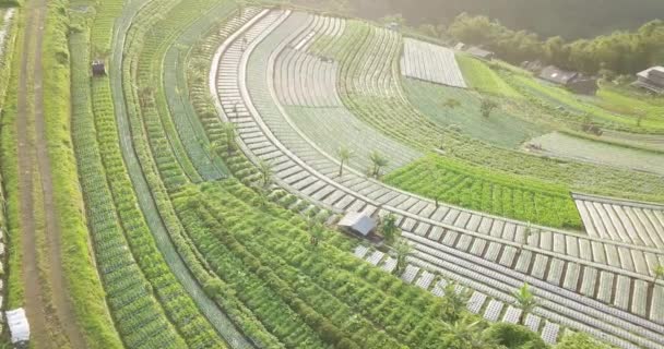 Aerial Drone View Vegetable Field Village Butuh Magelang Indonesia Bird — Stockvideo