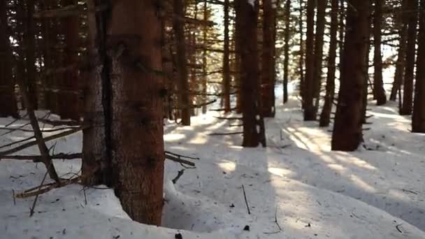 Goldenes Sonnenlicht Filtert Durch Die Bäume Verschneite Landschaft — Stockvideo