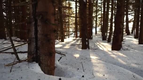 Luz Del Sol Dorada Filtra Través Los Árboles Escena Nevada — Vídeos de Stock