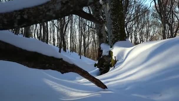 Sneeuw Een Omgevallen Boom Het Bos Bij Zonsondergang Close Schot — Stockvideo