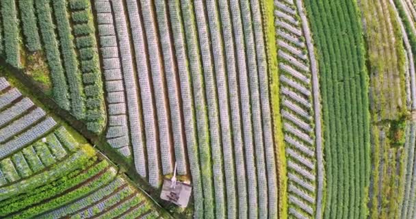 Vista Aerea Drone Campo Vegetale Nel Villaggio Butuh Magelang Indonesia — Video Stock