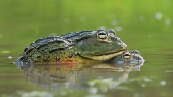 African Bullfrogs Amplexus Rainy Season Central Kalahari Game Reserve Botswana — Stok video