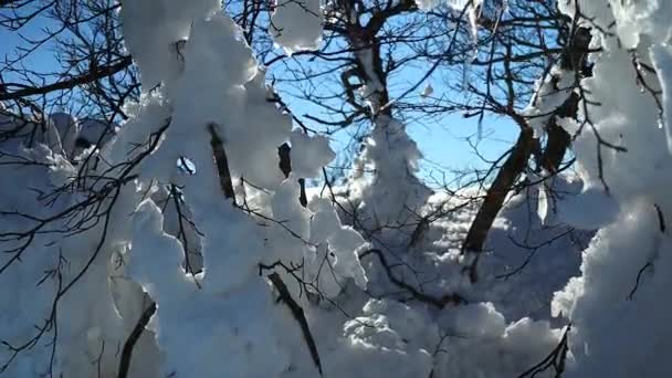 Arbres Couverts Neige Gouttes Eau Tombant Des Branches Lumière Coucher — Video