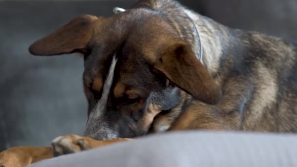 Sarkık Kulaklı Melez Köpek Kanepeyi Çiğniyor Aşağı Atlıyor Kapanıyor — Stok video