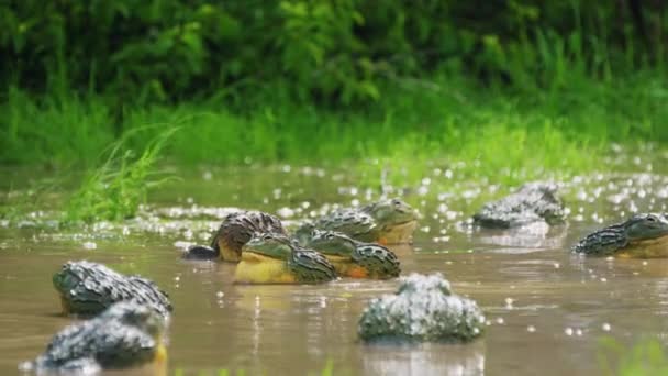 Army African Bullfrogs Pixie Frogs Water Central Kalahari Game Reserve — Video