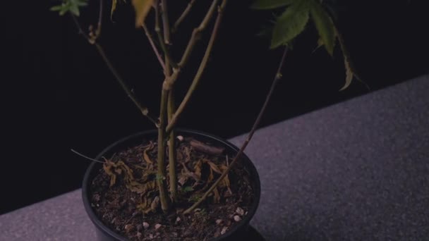 Органическая Почва Среды Основе Зрелой Марихуаны Растение Готово Сбору Используемые — стоковое видео