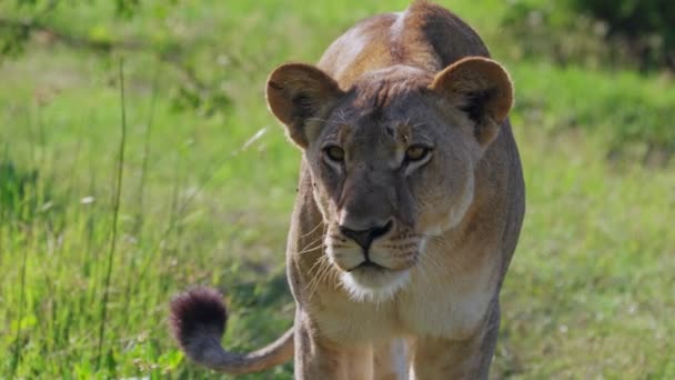 ボツワナのクワイのサバンナで働く雌ライオン 終わりだ — ストック動画
