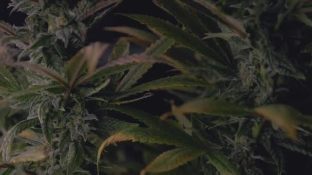 Marihuana Cannabis Planta Cáñamo Maduro Verde Oscuro Listo Para Cosechar — Vídeo de stock