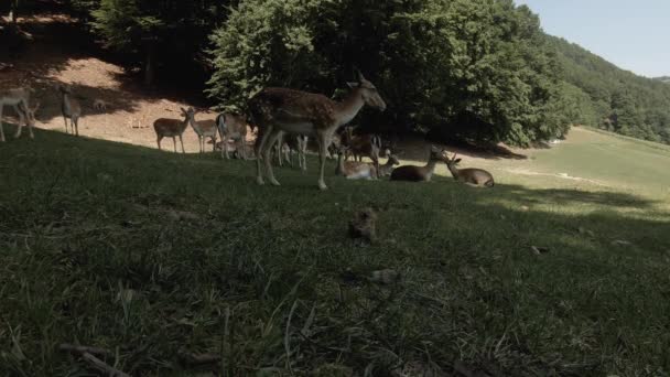 Herd Deer Captivity Resting Shadow Hot Sunny Day Mountain Wild — Vídeo de Stock