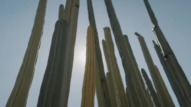 メキシコのオアハカで晴れた日の間に背の高いサボテンの植物の低角度ショット — ストック動画