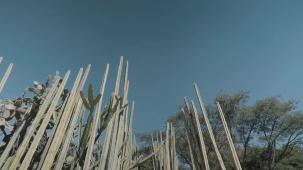 Снимок Высокой Группы Кактусов Этноботанического Сада Штате Оахака Мексика — стоковое видео