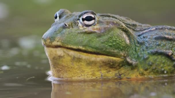 Macro African Giant Bullfrog Resting Water — Video