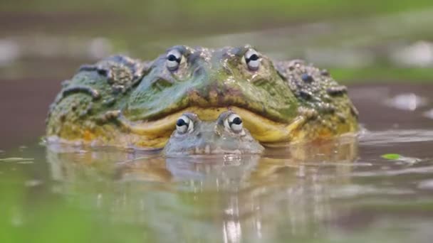 Front View African Bullfrogs Mating Shallow Water River Close — Stockvideo