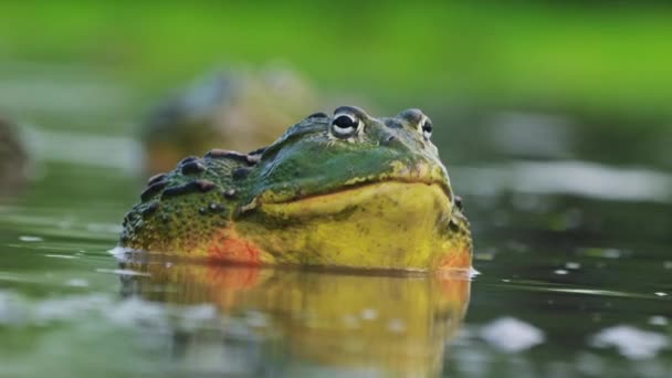 Closeup Male African Bullfrog Water Rainy Season — Stock Video