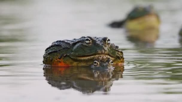 Par Bullfrog Africano Acasalando Lagoa Com Reflexão Difusa Perto — Vídeo de Stock