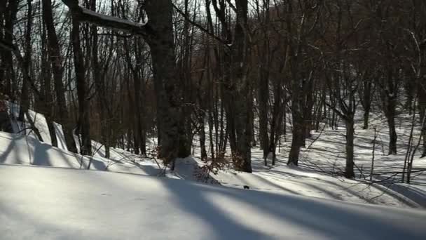 Långa Skuggor Träd Den Snöiga Skogen Solnedgång Ljus — Stockvideo