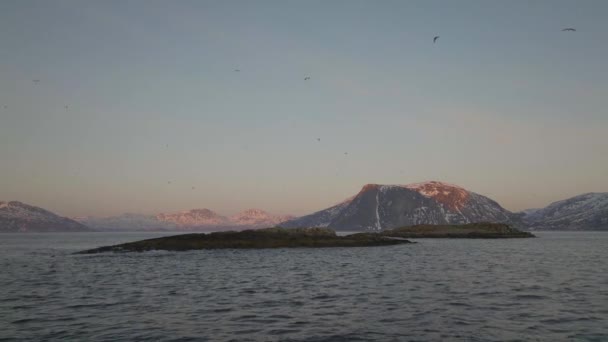 Seagulls Flying Overhead Rocky Island Tromvik Kvaloya Norway Winter Aerial — Stockvideo