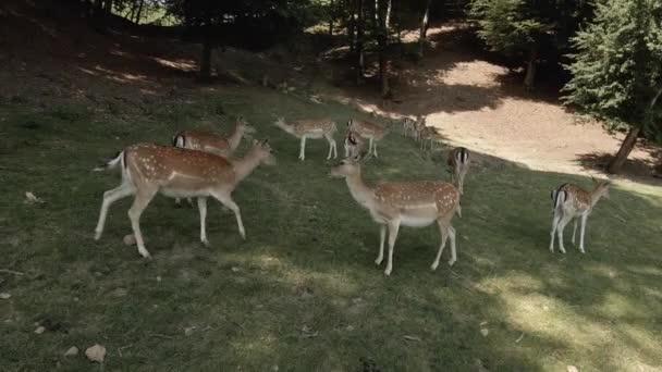 一群在山上的阴影下行走的自由鹿群 欧洲的夏日 一群人在森林里散步 — 图库视频影像