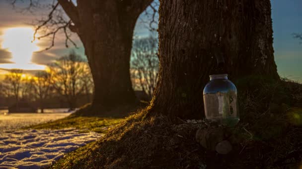 View Jar Been Filled Maple Juice Flowing Cold Winter Sunset — Video Stock