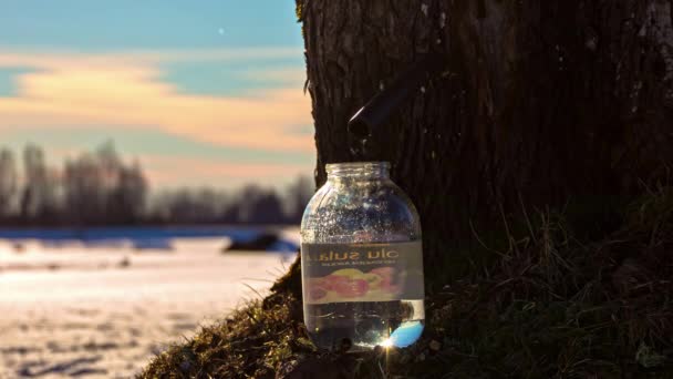 View Maple Juice Flowing Tree Hollow Timelapse Snow Covered Landscape — Vídeo de Stock