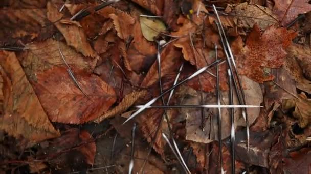 Scattered Porcupine Quills Dry Leaves Woods — Stock Video