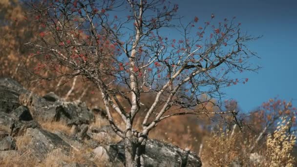 Листяне Дерево Яскравими Ягодами Тлі Блакитного Неба Повільний Рух Панорама — стокове відео