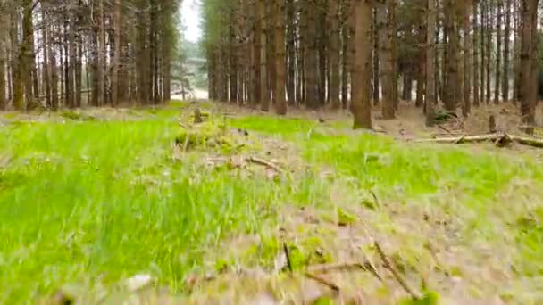 Low Angle Ground Level Moving Forward Shot Woodland Forest Animal — Stockvideo