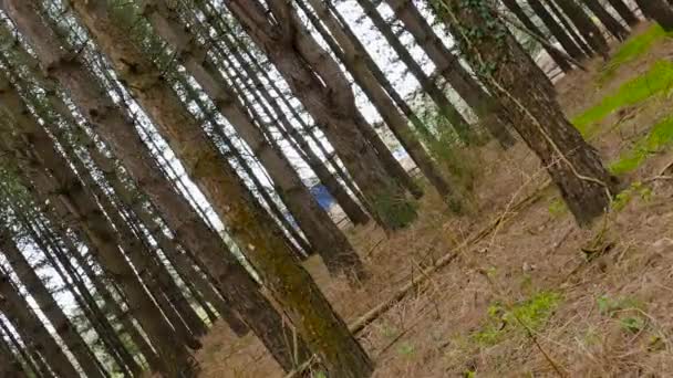 Ambiente Aterrador Bosque Arbolado Movimiento Fantasmal Rotación Pov 360 Tiro — Vídeo de stock