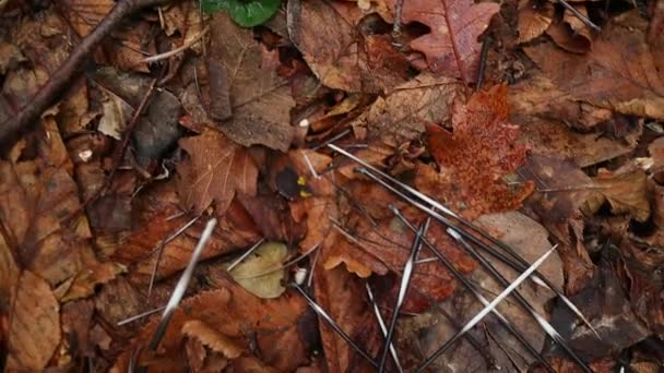 Porcupine Quills Dry Leaves Woods — Vídeo de Stock