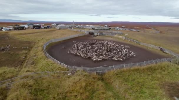 Disparo Aéreo Una Bandada Ciervos Norte Noruega — Vídeos de Stock