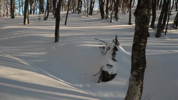 Långa Skuggor Träd Den Snöiga Skogen Solnedgång Ljus Pan Skott — Stockvideo