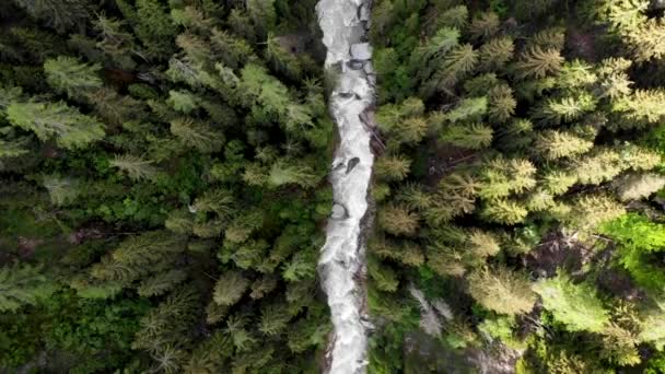 瑞士瓦莱州罗纳河流域上空的空中自上而下的飞越 一个徒步旅行者穿过高高在上的Goms悬索桥和树木 — 图库视频影像