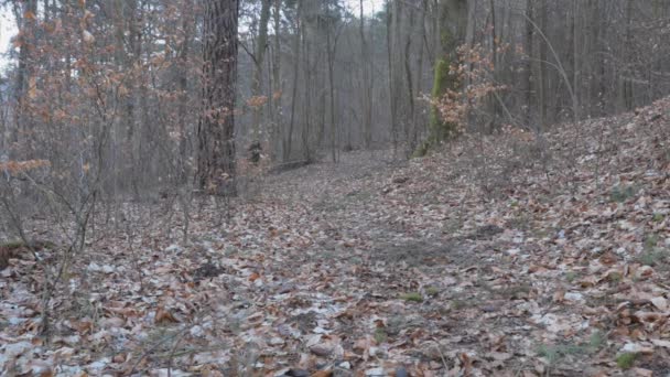 秋の間 森の中を歩き ハイキングをし 森の中を一人で行進する男性観光客 木材空間のオレンジと茶色 — ストック動画
