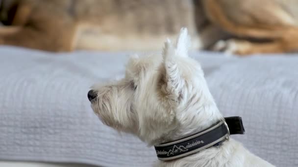 West Highland Biały Terrier Siedzi Pod Kanapą Innym Psem Nim — Wideo stockowe