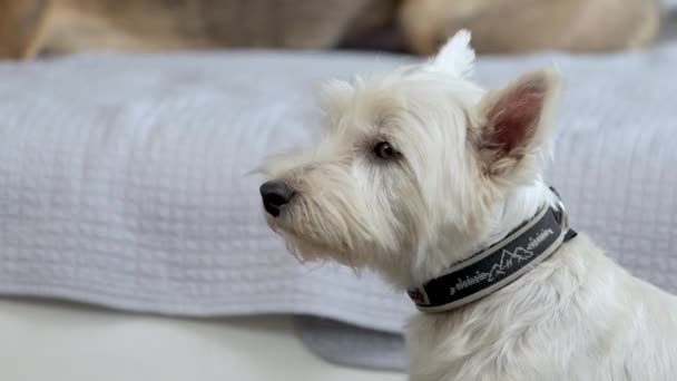 West Highland Biały Terrier Siedzi Poniżej Innego Psa Kocu Sofa — Wideo stockowe