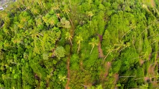 Bird Eye Shot Green Palm Trees Mountain Astonishing Magical Bay — Stockvideo