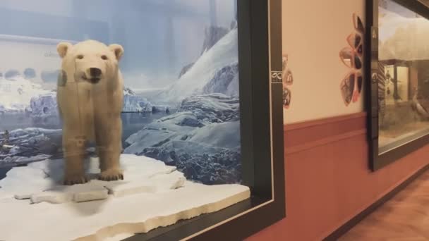 Eisbärenfigur Und Ausstellung Naturhistorisches Museum Bratislava — Stockvideo