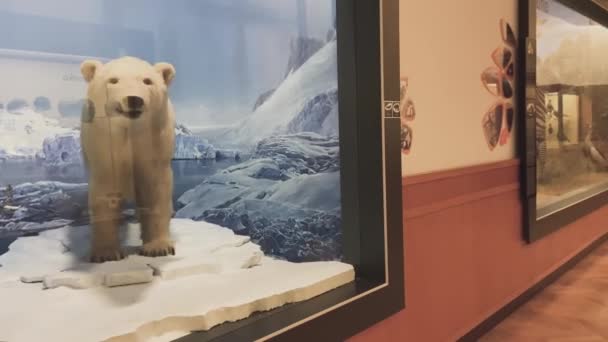 Polar Bear Figurine Exposition Bratislava Natural History Museum — Stock Video