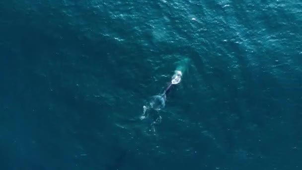 Grande Balena Che Nuota Nel Profondo Mare Turchese Mirissa Sri — Video Stock