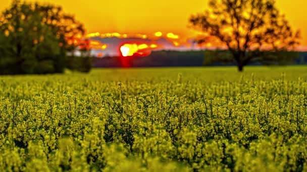 Cena Brilhante Colorida Campo Flores Nascer Sol Clipe Fusão — Vídeo de Stock