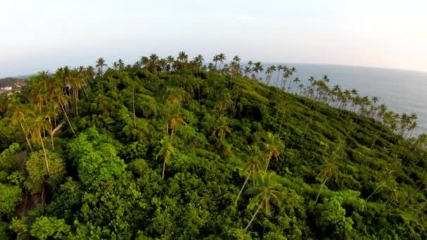 Flying Low Green Heaven Full Beautiful Palm Trees Panoramic Ocean — Stock Video