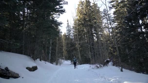 Escursionista Cammina Sentiero Innevato Circondato Alberi Sempreverdi Inverno — Video Stock